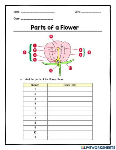 Parts of a Flower