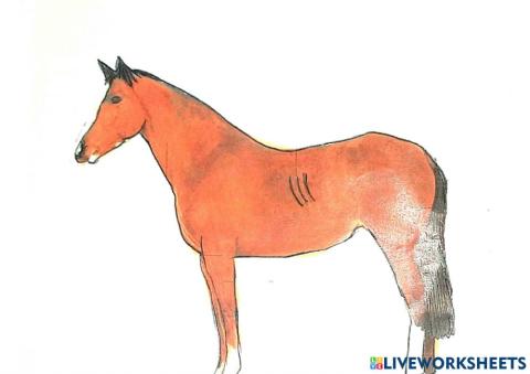Parts of a horse