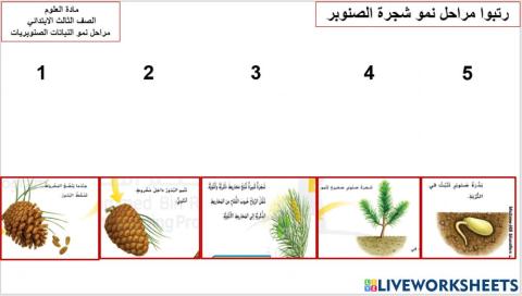 دورة حياة الصنوبر