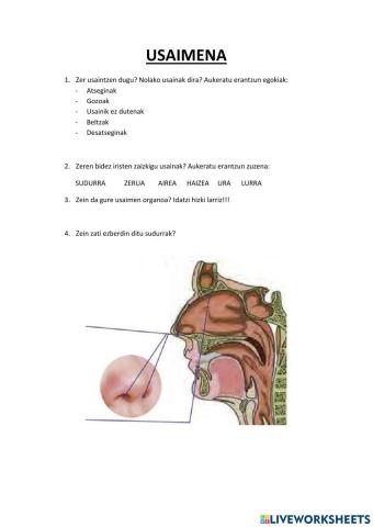 ZENTZUMENAK: USAIMENA