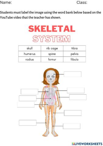 The skeletal system