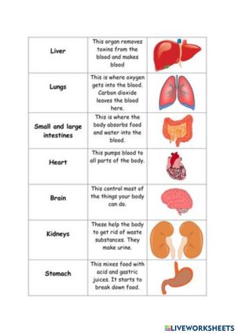 Internal Organ and their functions