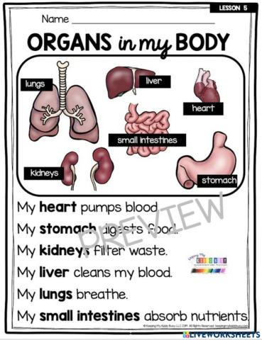 Internal Organ and their functions-easy