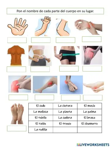 Las partes del cuerpo - B2