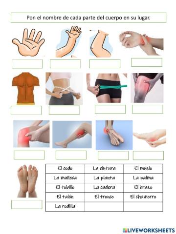 Las partes del cuerpo - B2