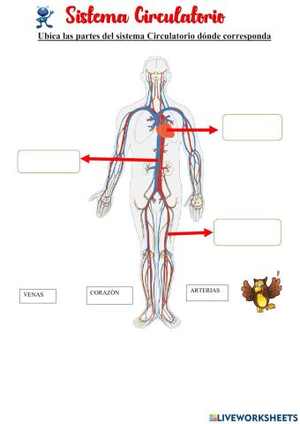 Sistema circulatorio