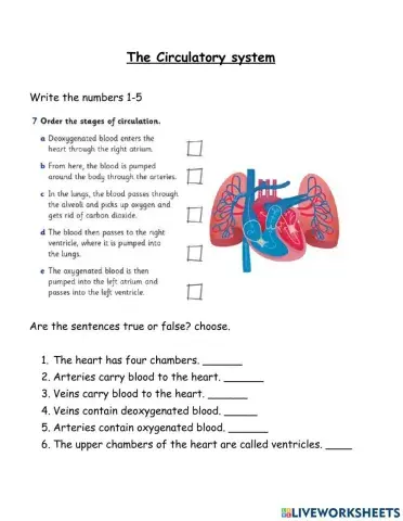 The circulatory system