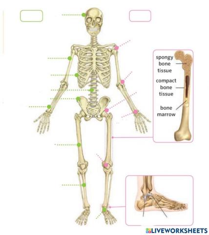 Skeletal system