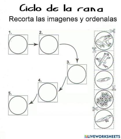 Metamorfosis de la rana