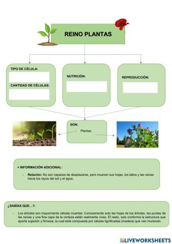 REINO PLANTAS