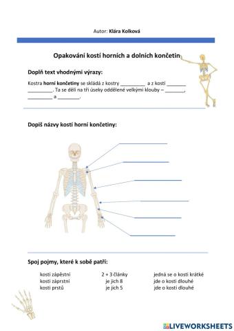 Pracovní list -opakování kostí horních a dolních končetin
