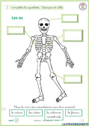 Les os. Complète le squelette.