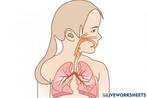 The parts of the  respiratory system