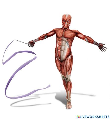 Partes del cuerpo: cabeza, tronco y extremidades