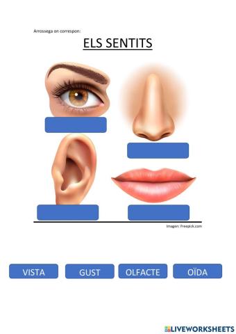 Els sentits