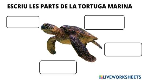 Escriu les parts de la tortuga