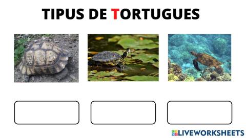 Tipus de tortugues