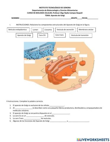 Ejercicio tema 4 Aparato de Golgi
