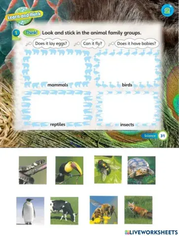 Animal Family Groups