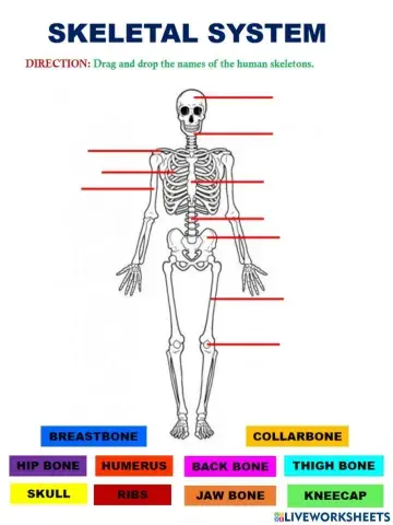 Skeletal System