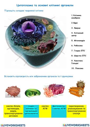 Цитоплазма та основні клітинні органели
