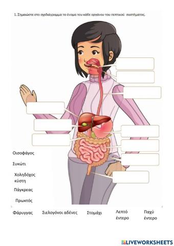 Πεπτικό σύστημα