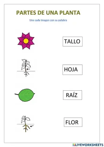Partes de una planta