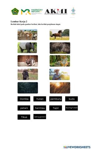 Kuda berkulit harimau