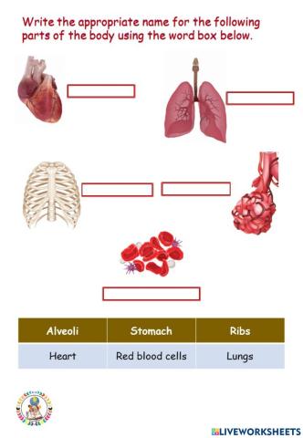 Respiratory System-Circulatory System