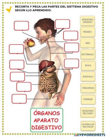 Órganos del aparato digestivo