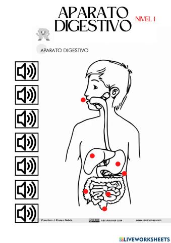Nivel 1. Aparato digestivo.