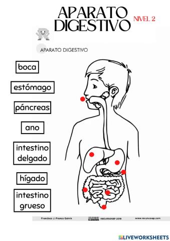 Nivel 2. Aparato digestivo