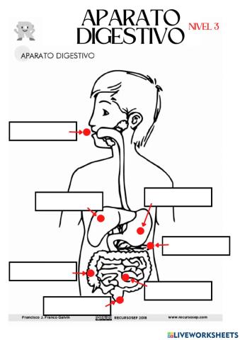 Nivel 3. Aparato digestivo.