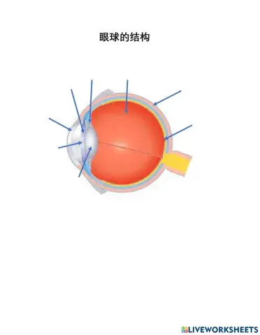 眼球结构