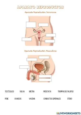Aparatos reproductores (arrastrar y soltar)