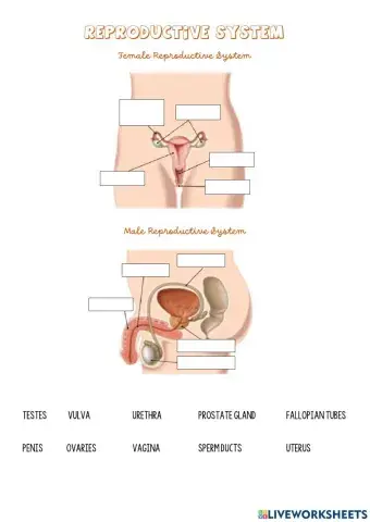 Reproductive systems (drag and drop)