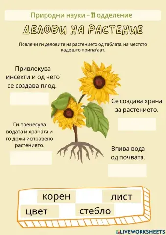 Делови на растение и нивна улога