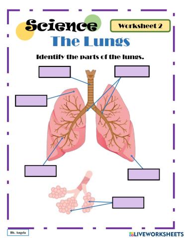 Major Organs of the Body