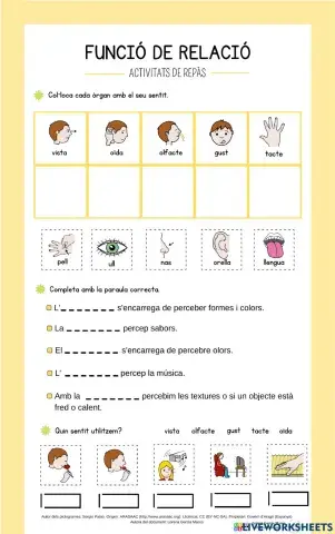 Repàs els òrgans dels sentits