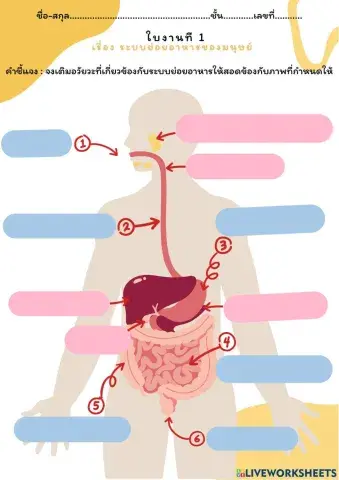 ใบงาน ระบบย่อยอาหารของมนุษย์