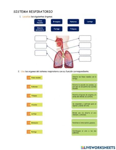 Evaluación - Sistema respiratorio