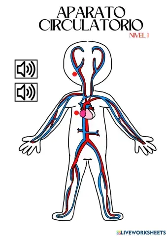 Nivel 1. Aparato circulatorio.