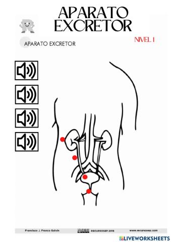 Nivel 1. Aparato excretor