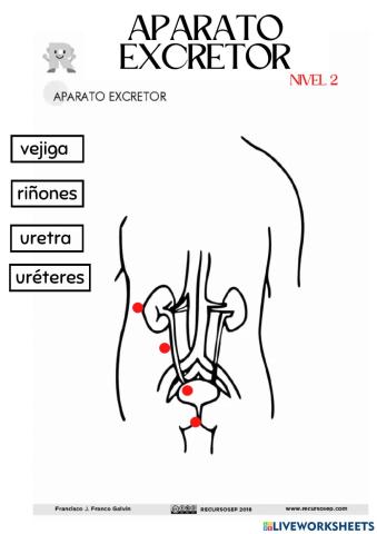 Nivel 2. Aparato excretor.