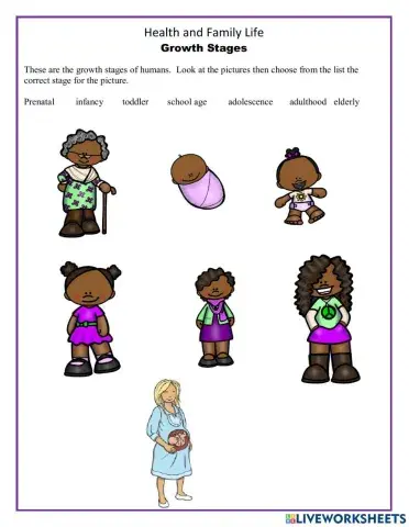 Growth Stages for Human