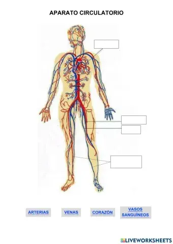 Aparato circulatorio