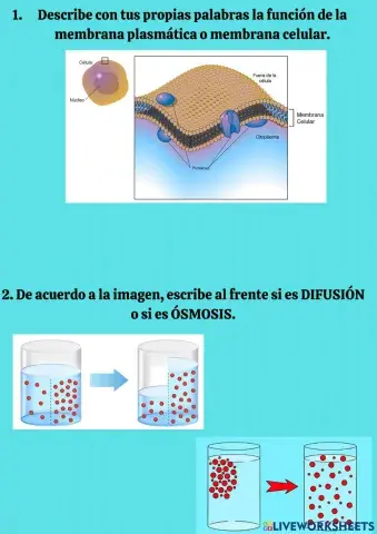 Membrana plasmática