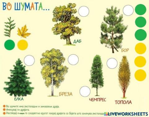 Листопадни и зимзелени дрвја (Во соработка со Росица)