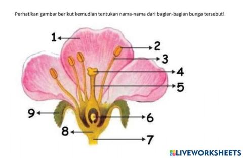 Bagian-bagian bunga