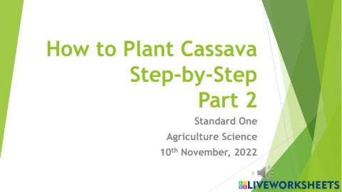Planting Cassava Part 2